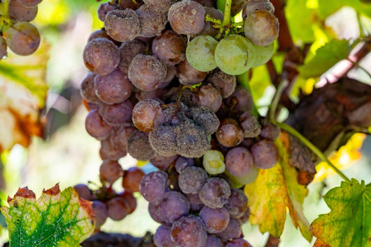 Was ist Botrytis?