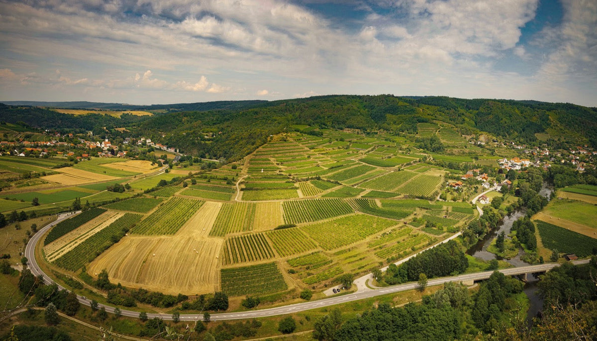 Das Kamptal als Vorreiter für Nachhaltigkeit im Weinbau