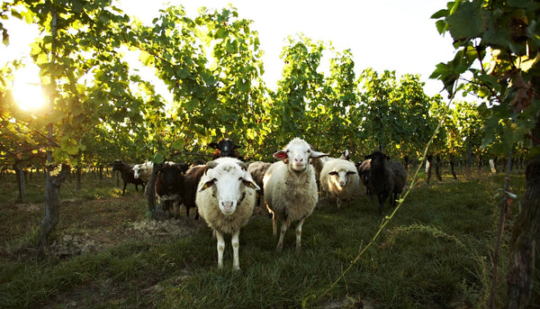 Biodynamischer Weinbau einfach erklärt
