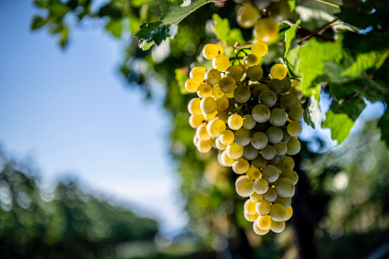GRÜNER VELTLINER