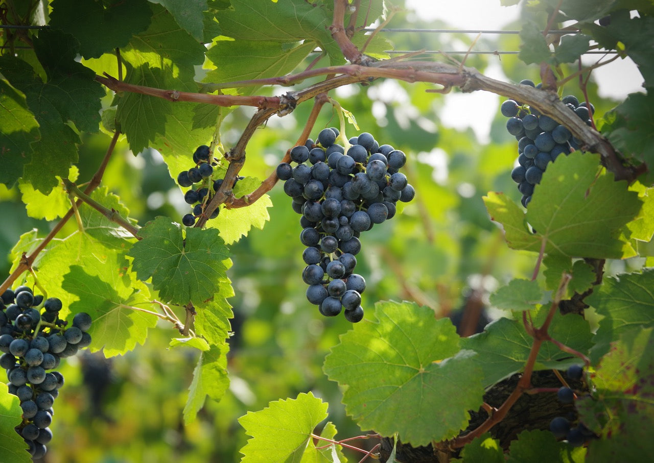 BLAUFRÄNKISCH