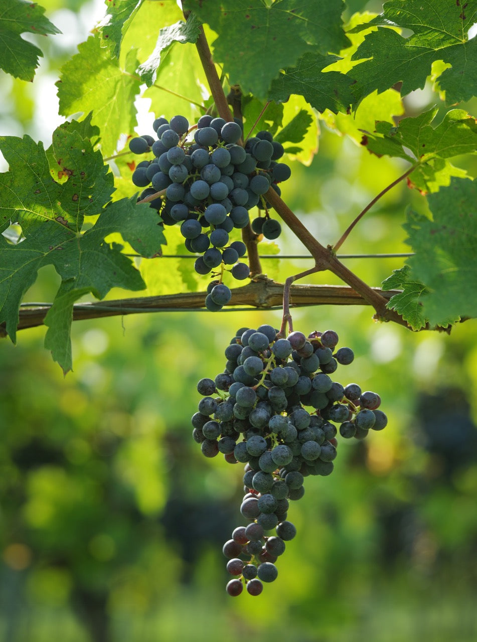 CABERNET FRANC