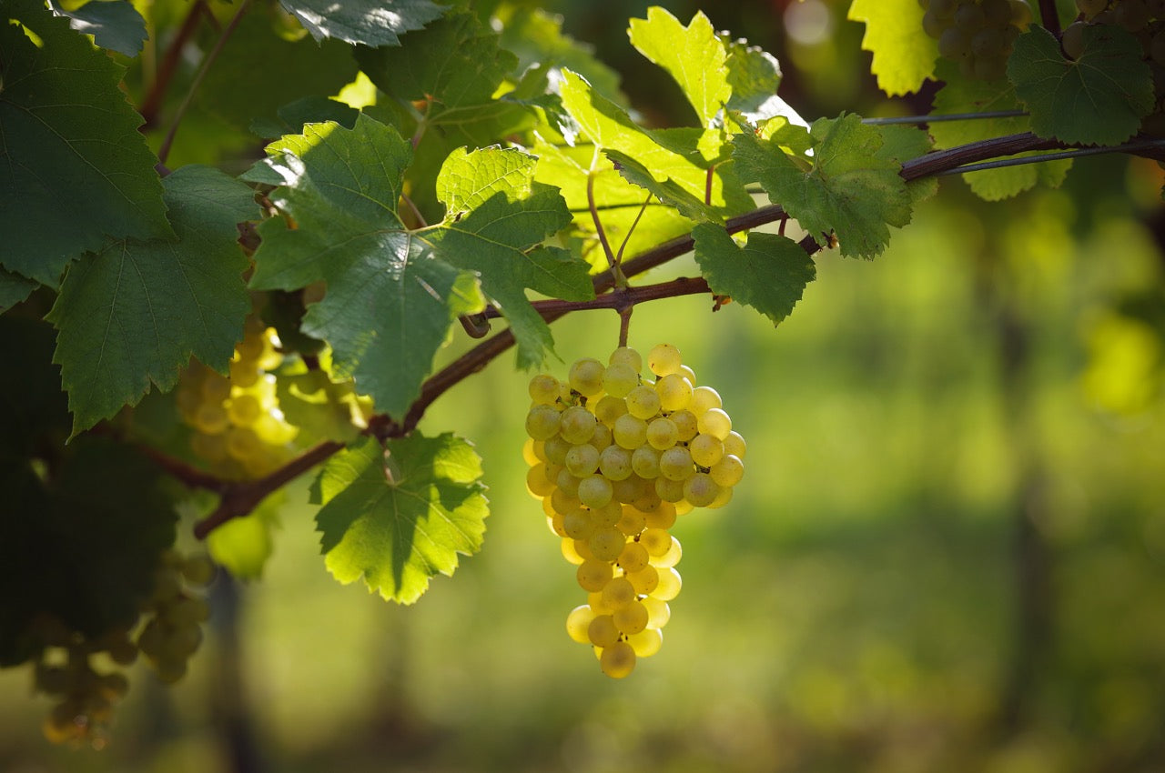 CHARDONNAY