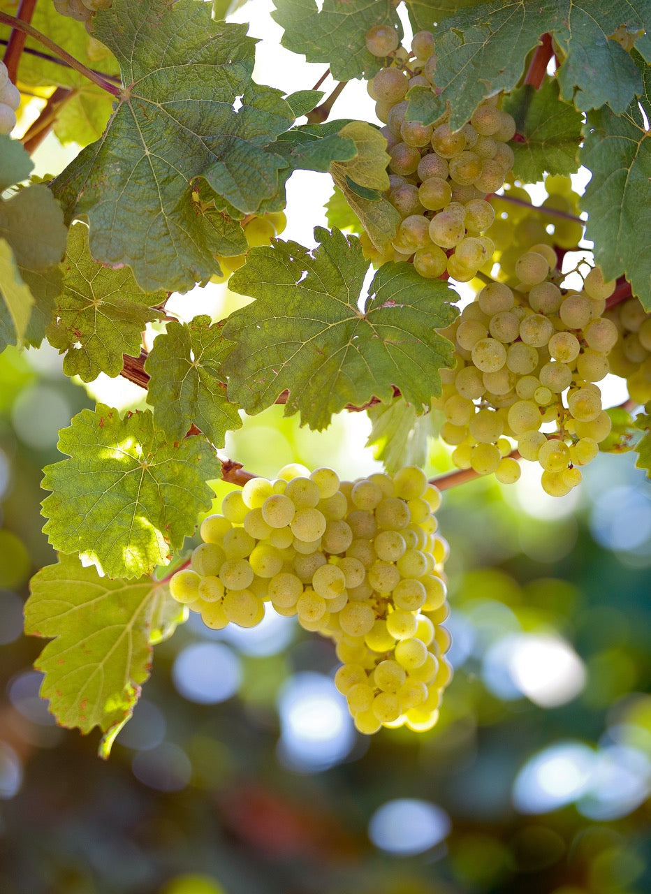 RIESLING