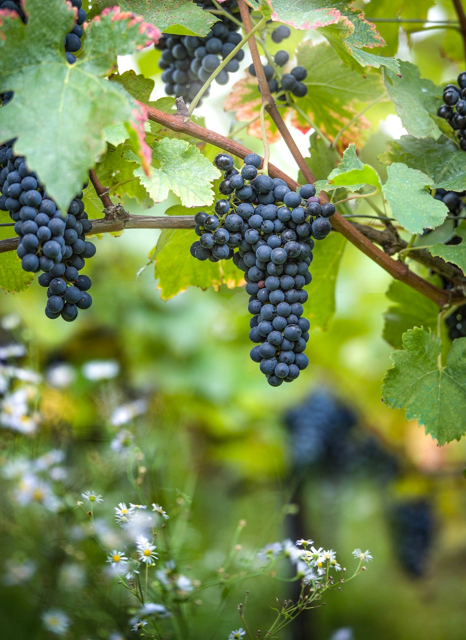 SYRAH
