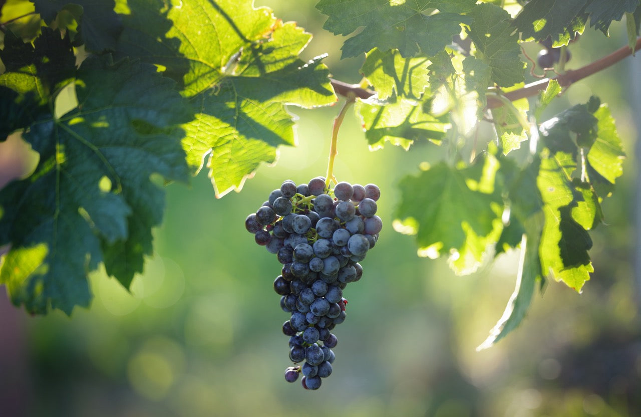 MERLOT
