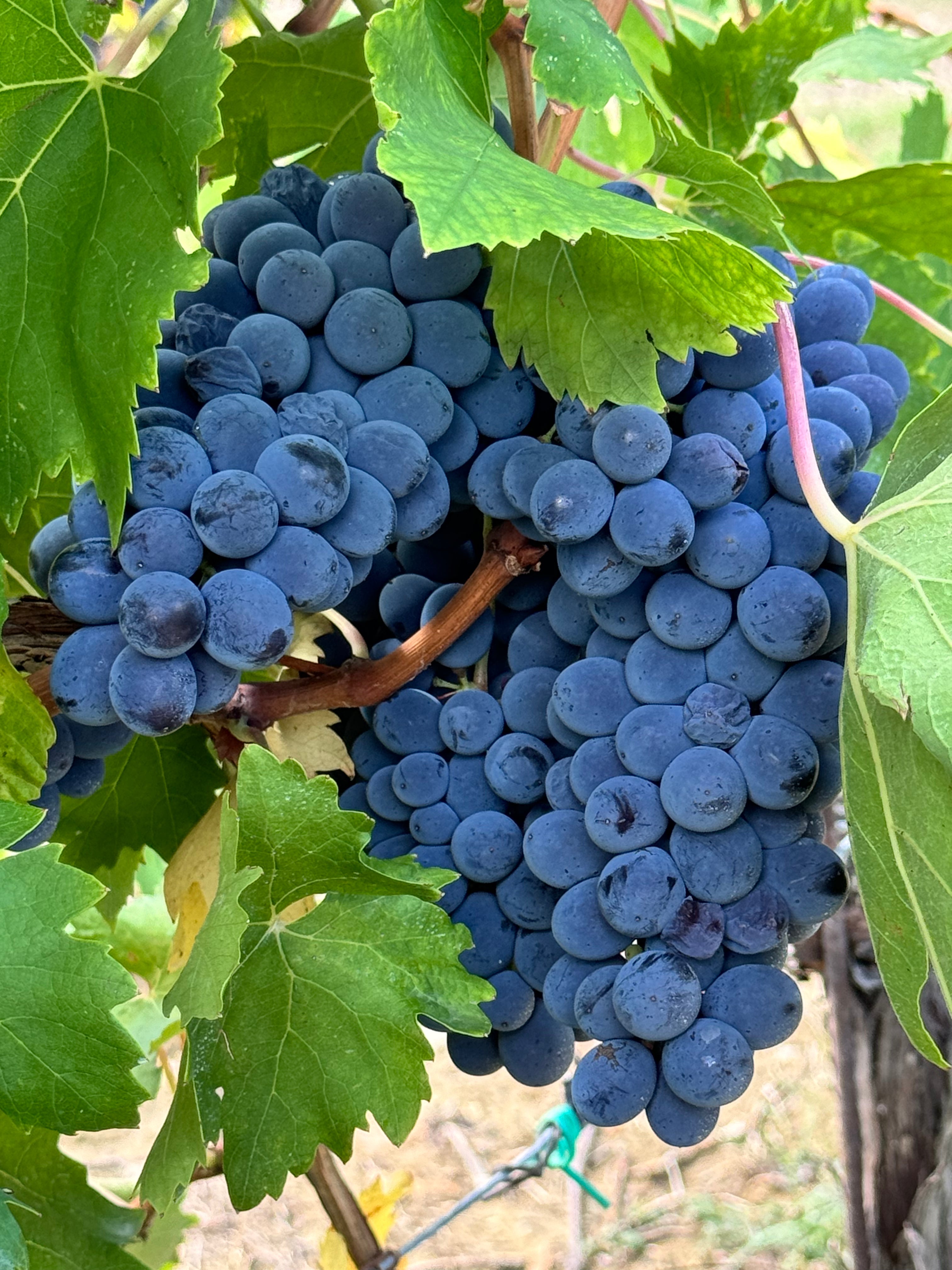 SANGIOVESE