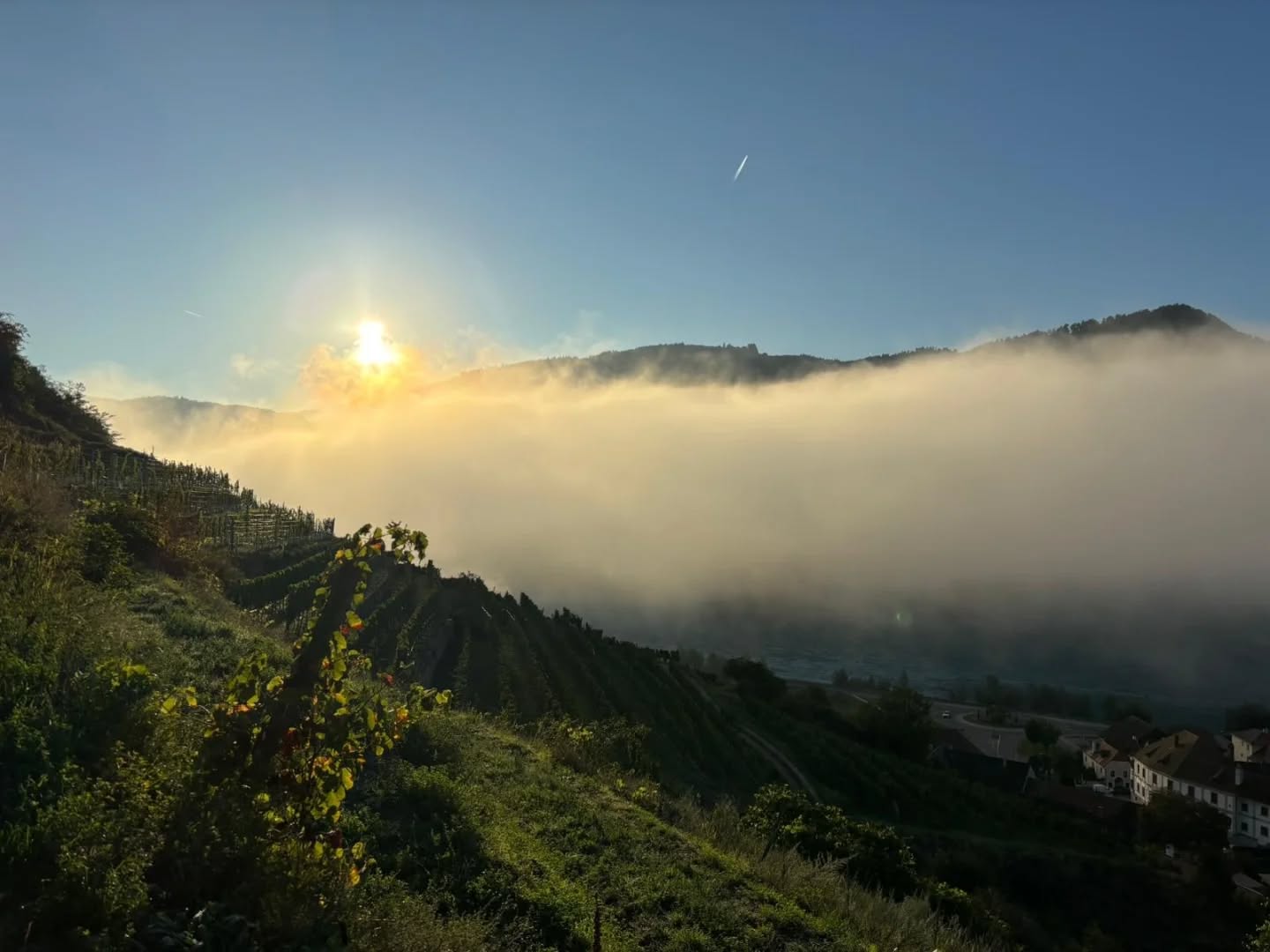 Weingarten von Christoph Donabaum