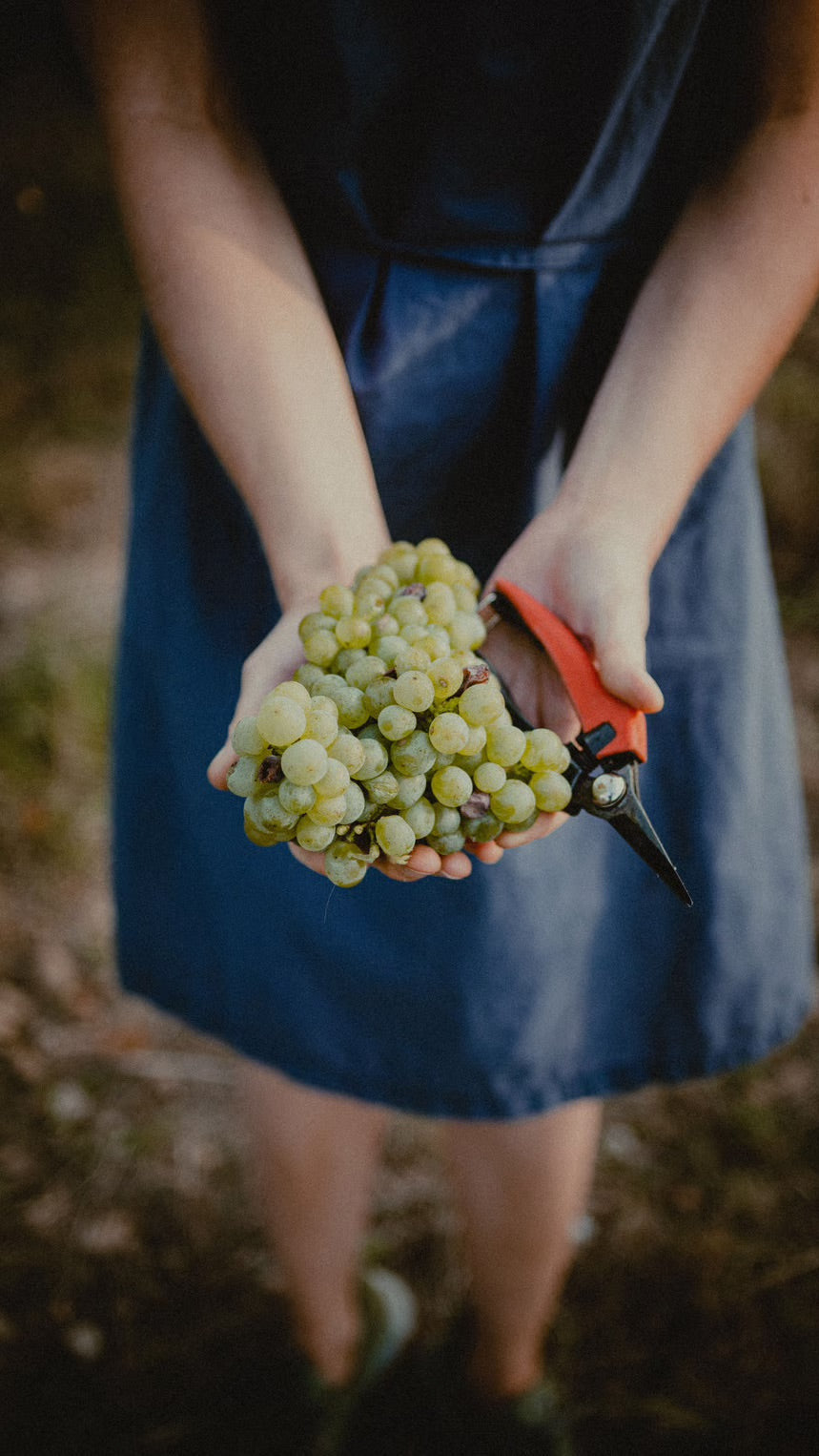 Roter Veltliner im Weingarten